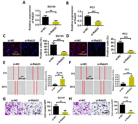 MiR3673p Downregulates Rab23 Expression And Inhibits Hedgehog