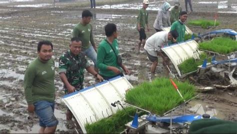 Jaga Ketahanan Pangan Nasional Pangkostrad Tanam Perdana Padi Seluas