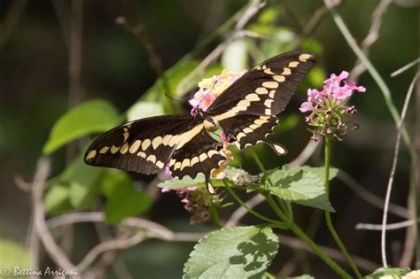 Papilio cresphontes - Facts, Diet, Habitat & Pictures on Animalia.bio