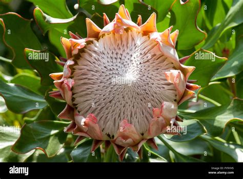 King Protea Protea Cynaroides Native To South Africa Stock Photo Alamy