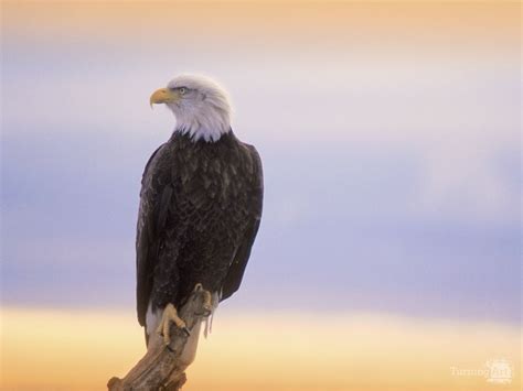 Bald Eagle perched by Dale O'dell - TurningArt