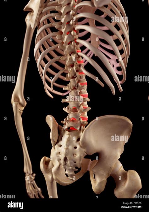 Medical Accurate Illustration Of The Intervertebral Discs Stock Photo