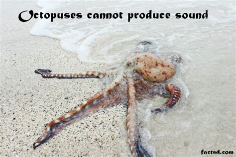 Octopus Facts - Surprising Facts about Octopus 2024 - Daily Facts Daily