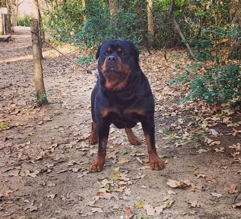 400+ Perfect Rottweiler Names - The Dogman