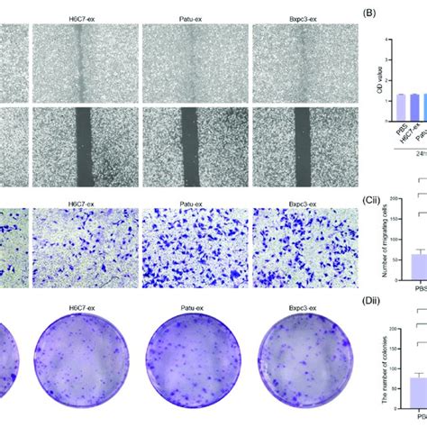 Exosomes From Pancreatic Cancer Cells Enhance The Proliferation And