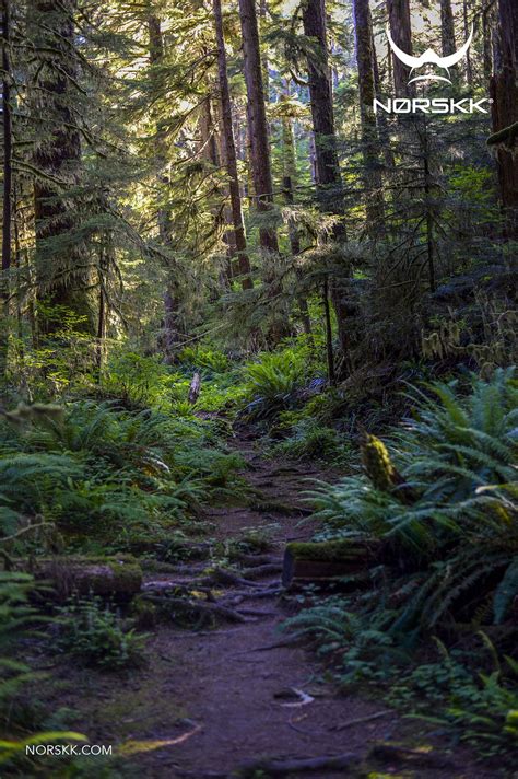 Blótskógr (sacred forest). | Pagan nature, Natural landmarks, Favorite ...