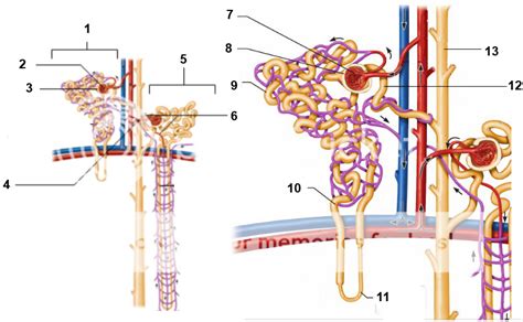 Nephron Diagram Unlabeled