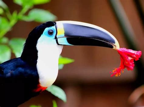 Birds In The Amazon Rainforest Delfin Amazon Cruises