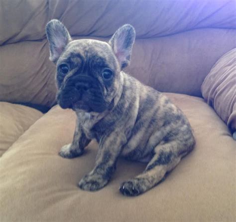 Brindle Cute French Bulldog Puppies - Pets Lovers