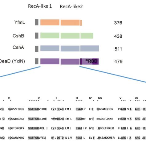 Dead Box Rna Helicases Dbrhs Of Bacillus Subtilis Diagram