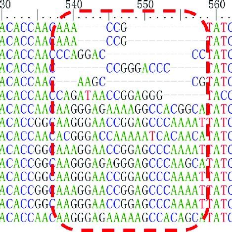 Alignment of nucleotide acid sequences of nucleotide acids representing ...