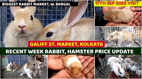 Recent Week Rabbit Hamster Price Update Galiff Street Cheapest Pet