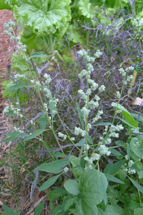 Chenopodium Berlandieri