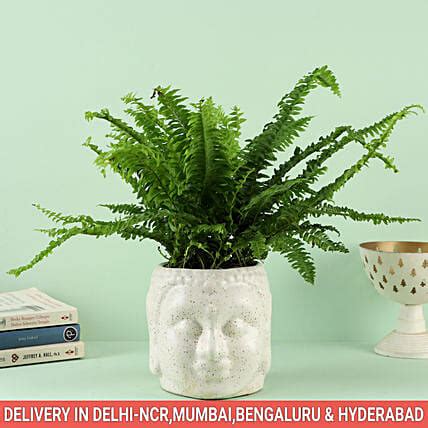 Buy Send Fern Compacta Plant In Zen Buddha Head Pot Online Fnp