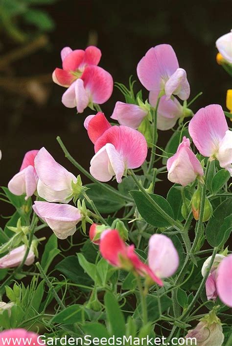 Welriekende Lathyrus Pink Cupid Zaden Lathyrus Odoratus