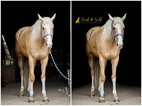 Horse Barn Photography