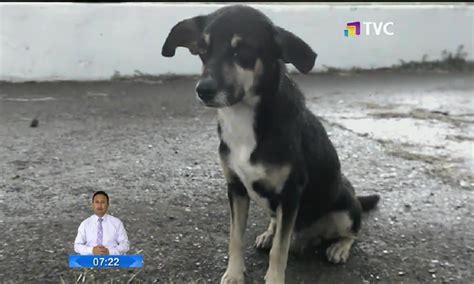 Abandono De Mascotas Incrementó En Un 90 En Pandemia Tvc