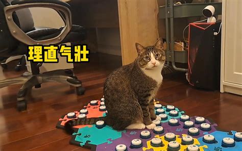 你不给猫找事，猫就给你找事 猫咪福福说 猫咪福福说 哔哩哔哩视频