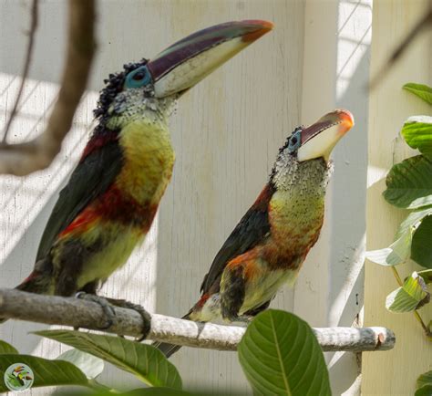 Pet Toucan Care – Emerald Forest Bird Gardens