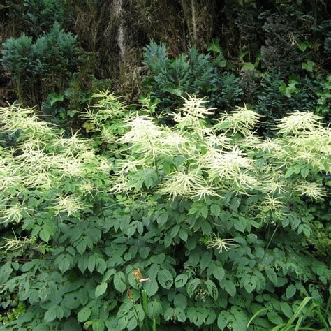 Aruncus Dioicus Goat S Beard Scioto Gardens Nursery