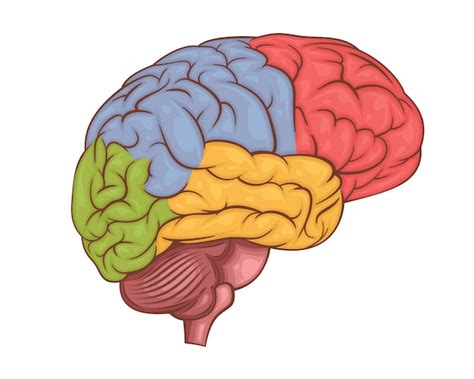 Ilustraci N Vectorial Del Cerebro Humano Organo Interno Humano