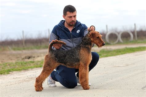 Airedale Terrier Females Ideal Dale Breeding House