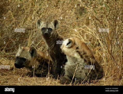 Three spotted hyena cubs surrounded by yellow grass Stock Photo - Alamy