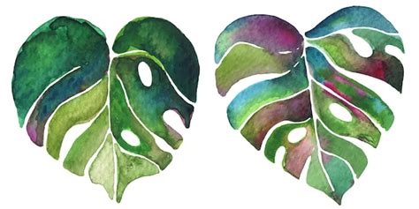 Aquarell Monstera Blatt Helle Vektorillustration Premium Vektor