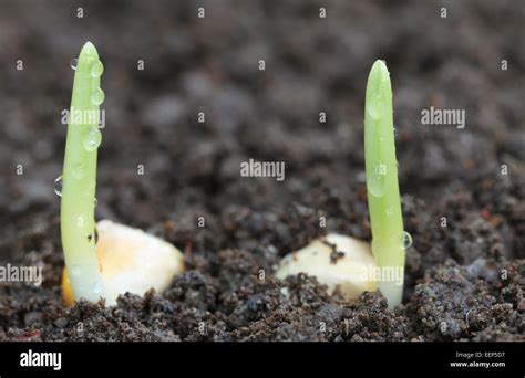 Corn Seed Germinating Hi Res Stock Photography And Images Alamy