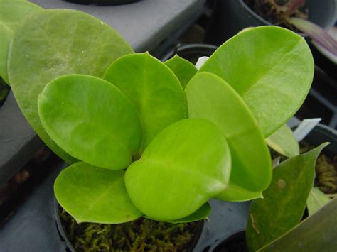 Hoya Australis Subsp Australis