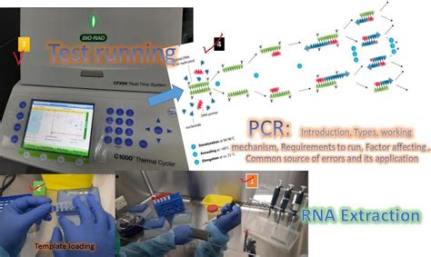 PCR: Introduction, Types, working mechanism, requirements to run, factor