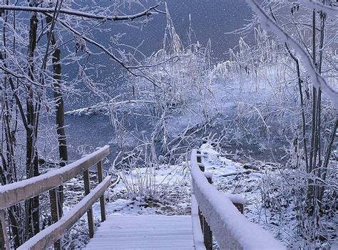 Fondos De Pantalla Bosque Rama Escarcha Congelaci N Rbol Clima