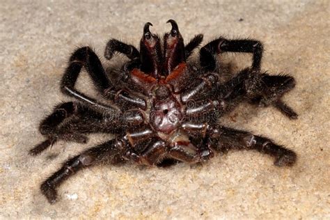 Sydney Funnel Web Spider stock photo. Image of sydney - 267263554