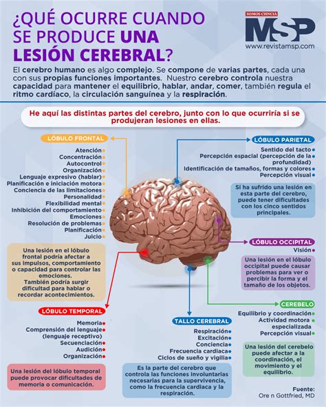 Qu Ocurre Cuando Se Produce Una Lesi N Cerebral Infograf A