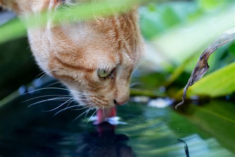 The Best Water for Cats - SmartPet