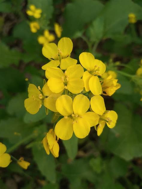 Beautiful Yellow Flower of Mustard Seed Plant Stock Image - Image of ...