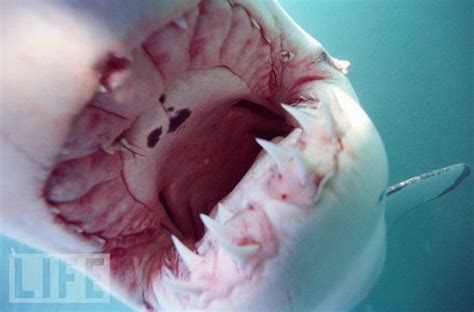 Inside a shark's mouth (25 pics)