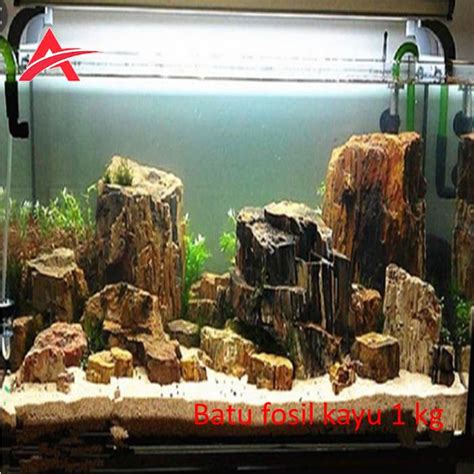 Desain Aquascape Batu Dan Kayu 58 Koleksi Gambar