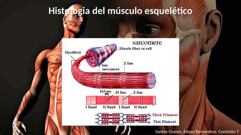 Anatomia Do M Sculo Histologia Pptx Descarga Gratuita