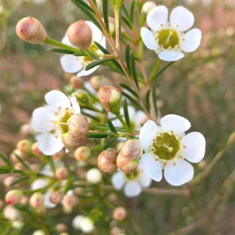 Zuluflora Stunning Waxflowers You Cannot Miss Out On Seeing