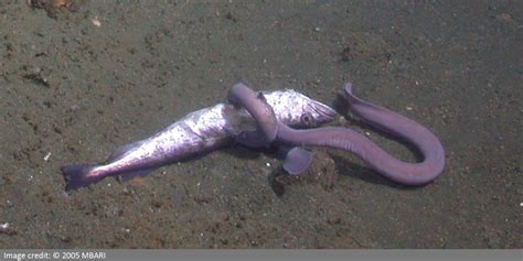 Hagfish Eating Whale Carcass