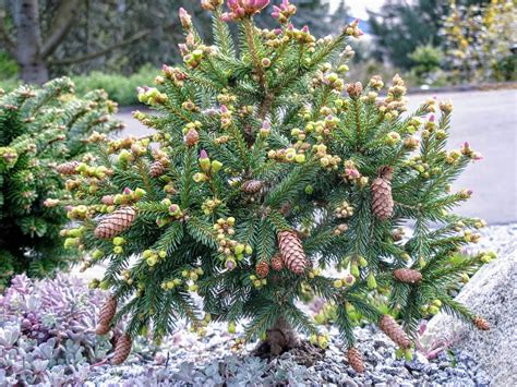 Picea Abies Pusch Norway Spruce Conifer Kingdom