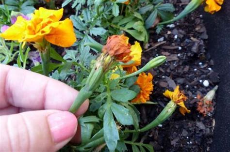 Keep Your Garden Blooming By Deadheading Flowers Birds And Blooms