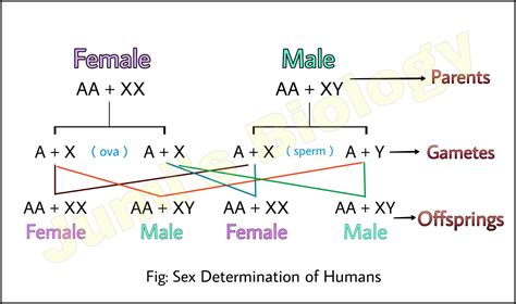 Sex Determination In Humans XX XY Type Class 12 Biology