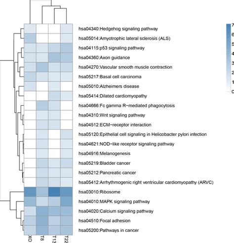 Clustered Heatmap Of Kegg Pathway Enrichment Analysis Pathways Found