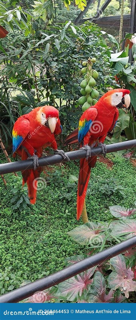 Red Macaws From Amazon Rainforest Brazil Stock Image Image Of Bird