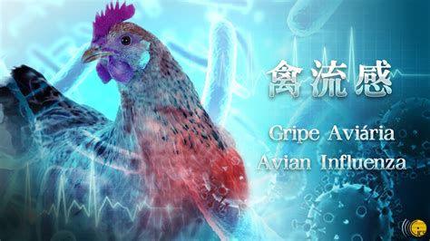 内地新增2例人感染h5n6禽流感确诊病例 澳门特别行政区政府入口网站