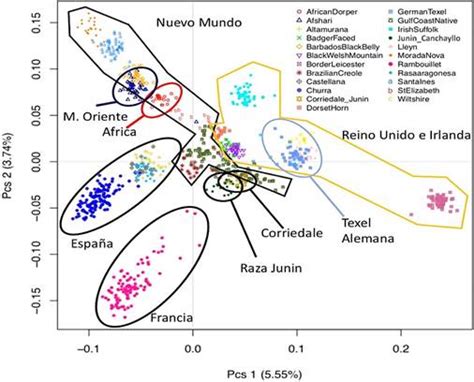 Diversidad Gen Tica Y Estructura Poblacional Del Ovino Jun N Mediante