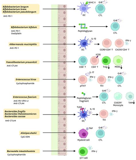 The Immune Modulation By Commensal Bacteria In The Context Of