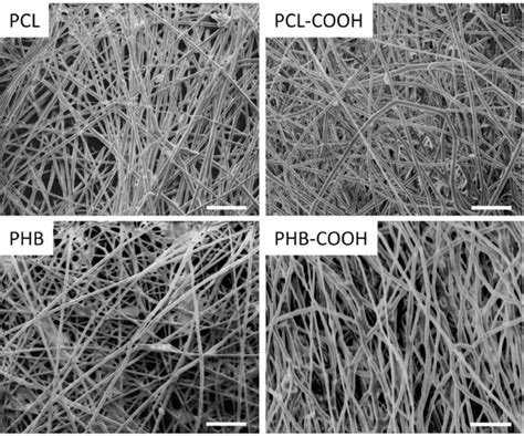 Sem Images Of The Pcl And Phb Fibrous Scaffolds Before Left And After